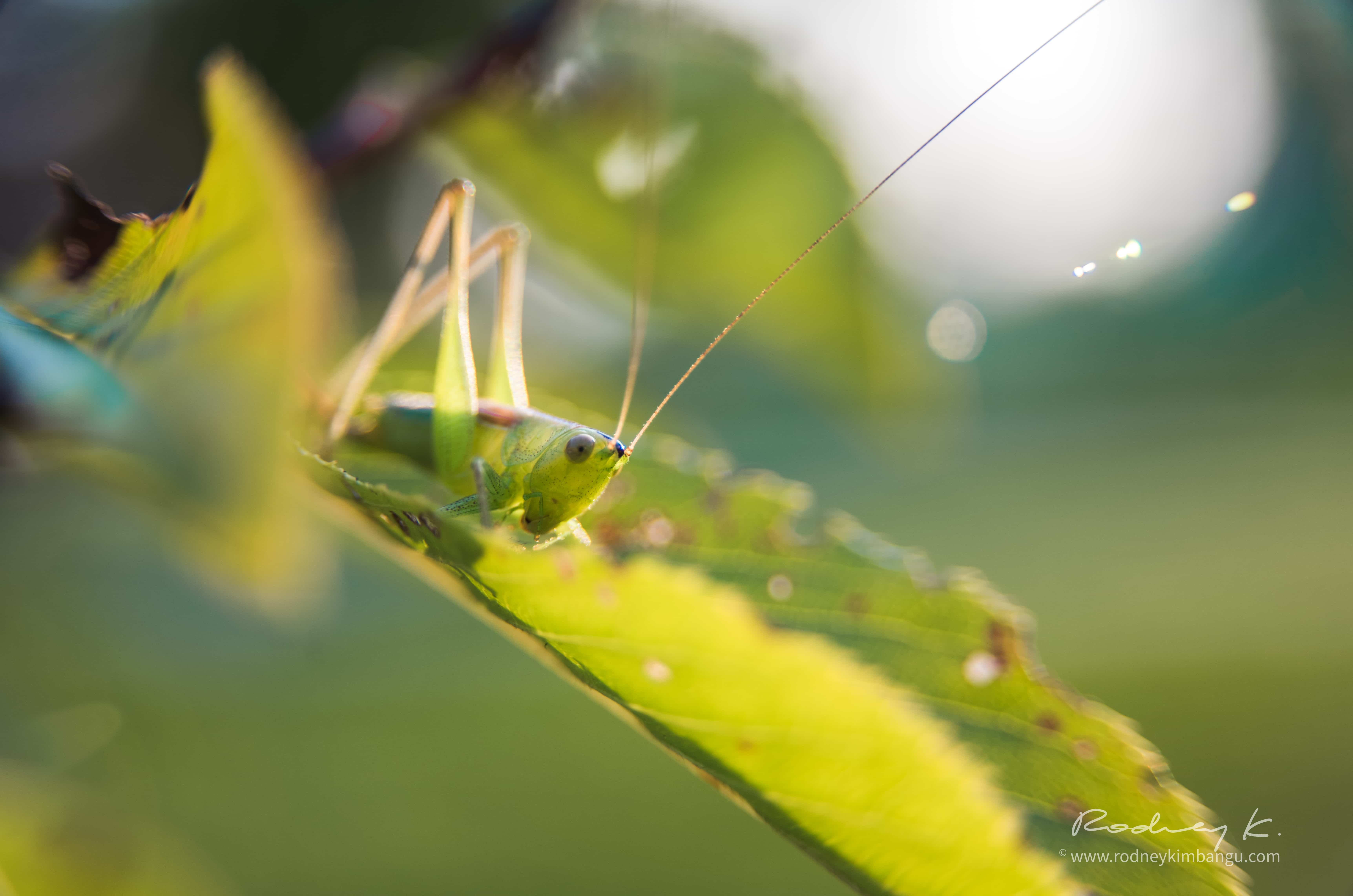 grasshopper_rodney_Kimbangu